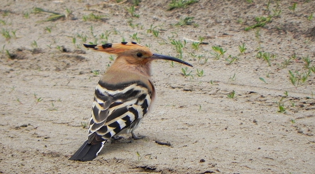 Dudek, dudek zwyczajny (Upupa epops)