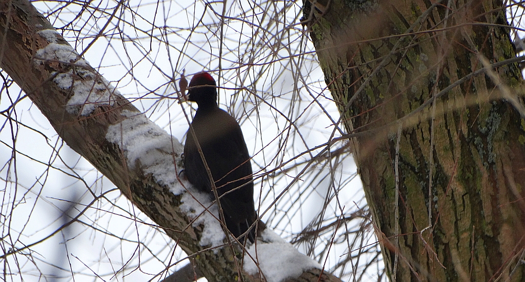 Dzięcioł czarny (Dryocopus martius)