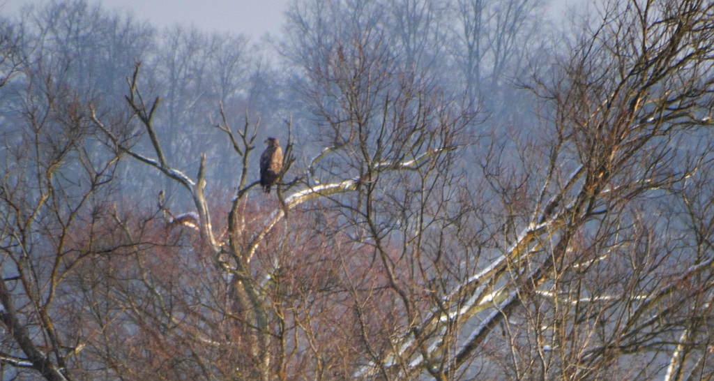 Bielik zwyczajny, bielik (Haliaeetus albicilla)