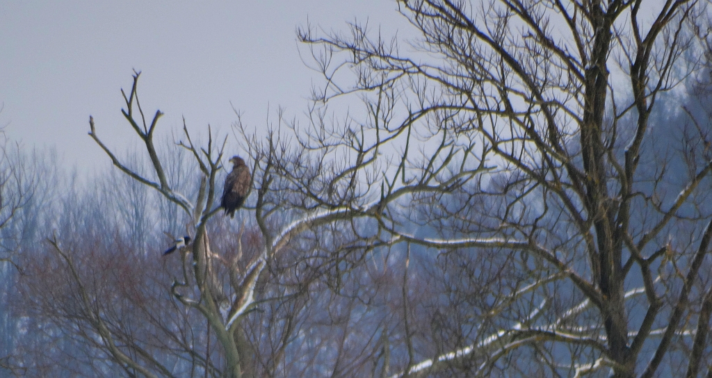 Bielik zwyczajny, bielik (Haliaeetus albicilla)
