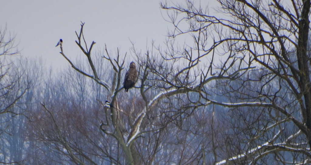 Bielik zwyczajny, bielik (Haliaeetus albicilla)