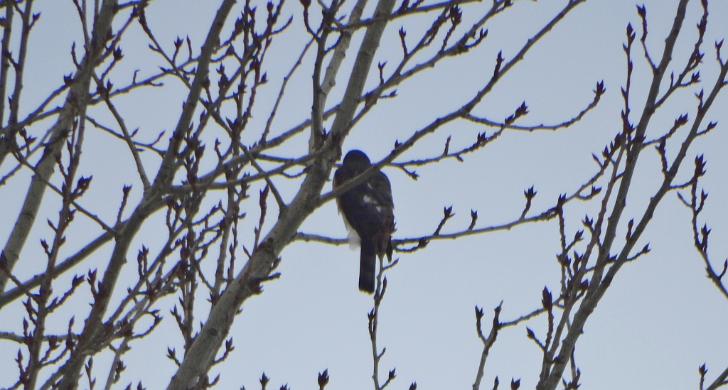 Krogulec zwyczajny, krogulec, jastrząb wróblarz (Accipiter nisus)