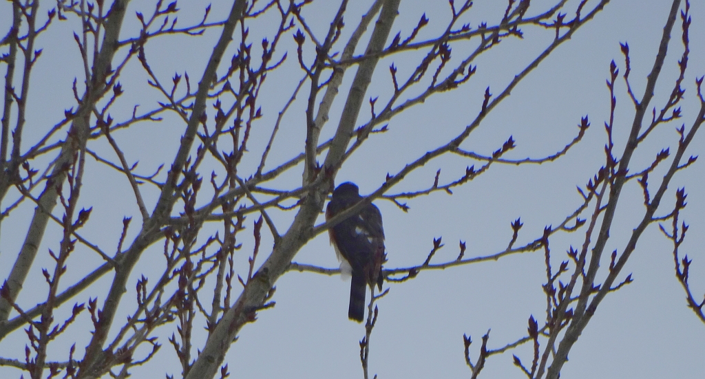 Krogulec zwyczajny, krogulec, jastrząb wróblarz (Accipiter nisus)