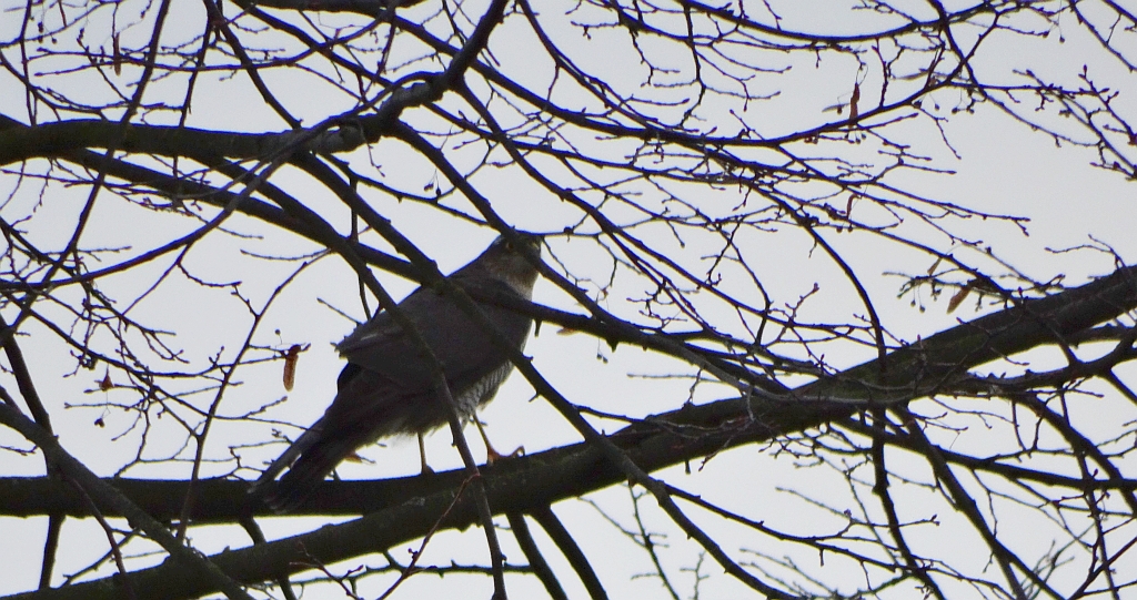 Krogulec zwyczajny, krogulec, jastrząb wróblarz (Accipiter nisus)