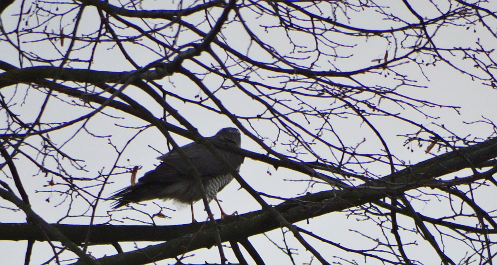 Krogulec zwyczajny, krogulec, jastrząb wróblarz (Accipiter nisus)
