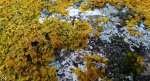 Złotorost ścienny (Xanthoria parietina)
