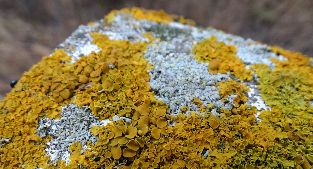 Złotorost ścienny (Xanthoria parietina)