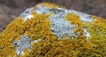 Złotorost ścienny (Xanthoria parietina)
