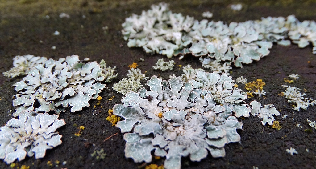 Tarczownica bruzdkowana (Parmelia sulcata)