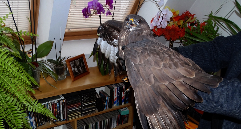 Myszołów zwyczajny, myszołów (Buteo buteo)