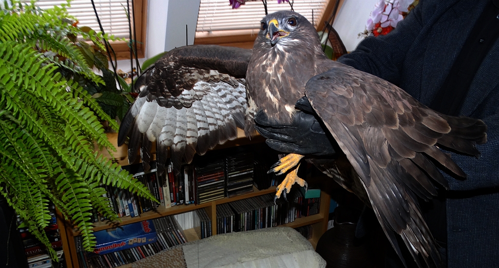 Myszołów zwyczajny, myszołów (Buteo buteo)
