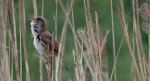 Trzciniak zwyczajny, trzciniak drozdówka (Acrocephalus arundinaceus)