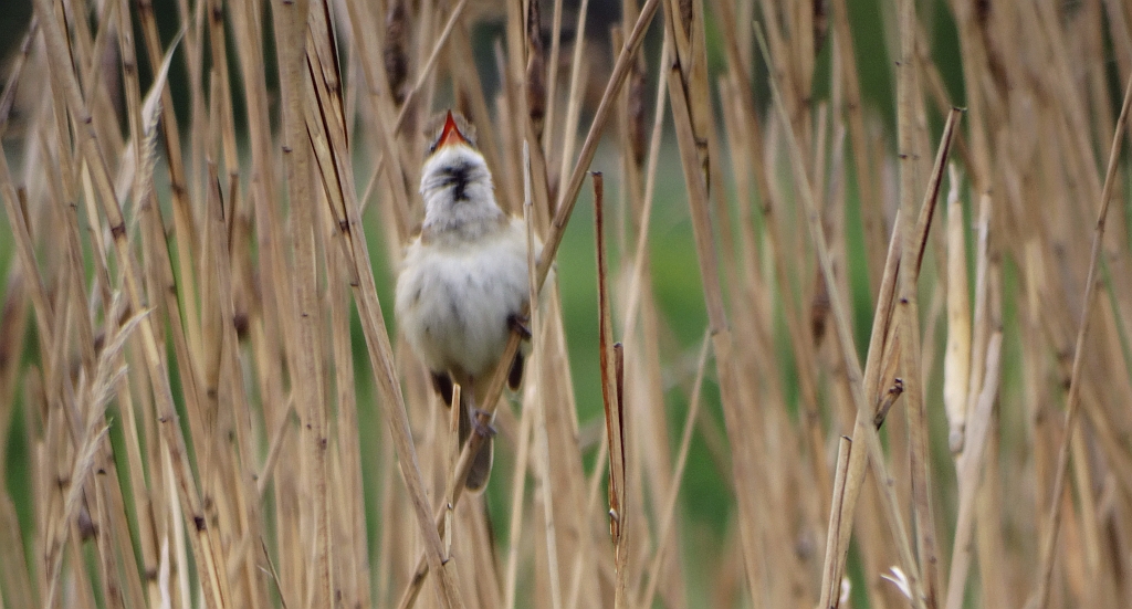 Trzciniak zwyczajny, trzciniak drozdówka (Acrocephalus arundinaceus)