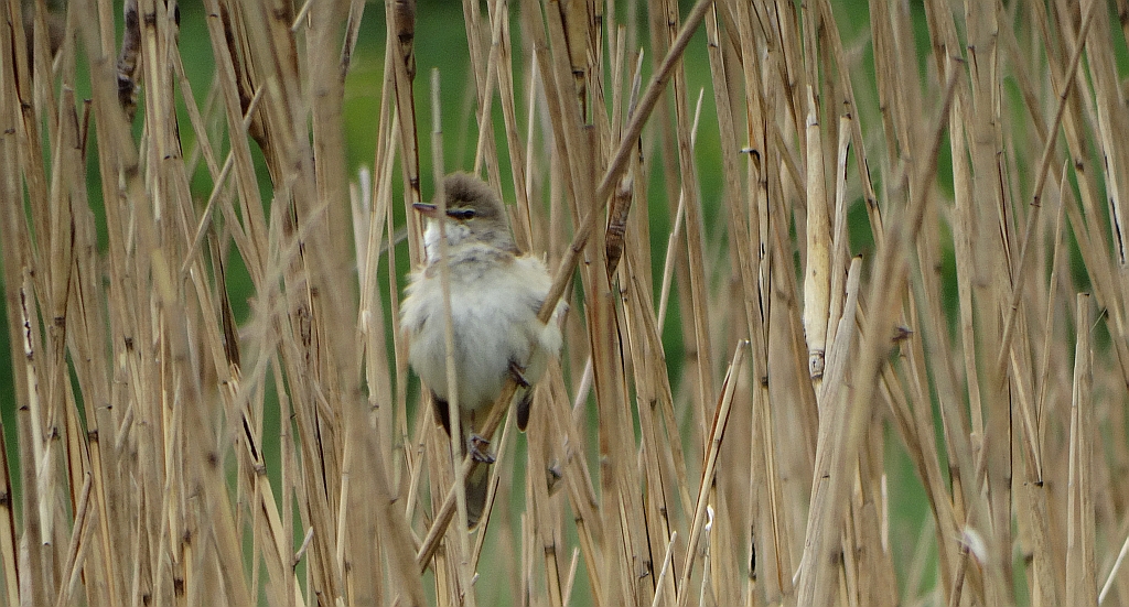 Trzciniak zwyczajny, trzciniak drozdówka (Acrocephalus arundinaceus)