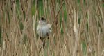 Trzciniak zwyczajny, trzciniak drozdówka (Acrocephalus arundinaceus)
