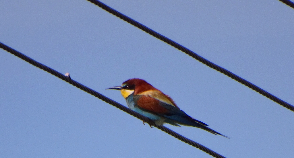Żołna zwyczajna, żołna pospolita, żołna pszczołojad (Merops apiaster)