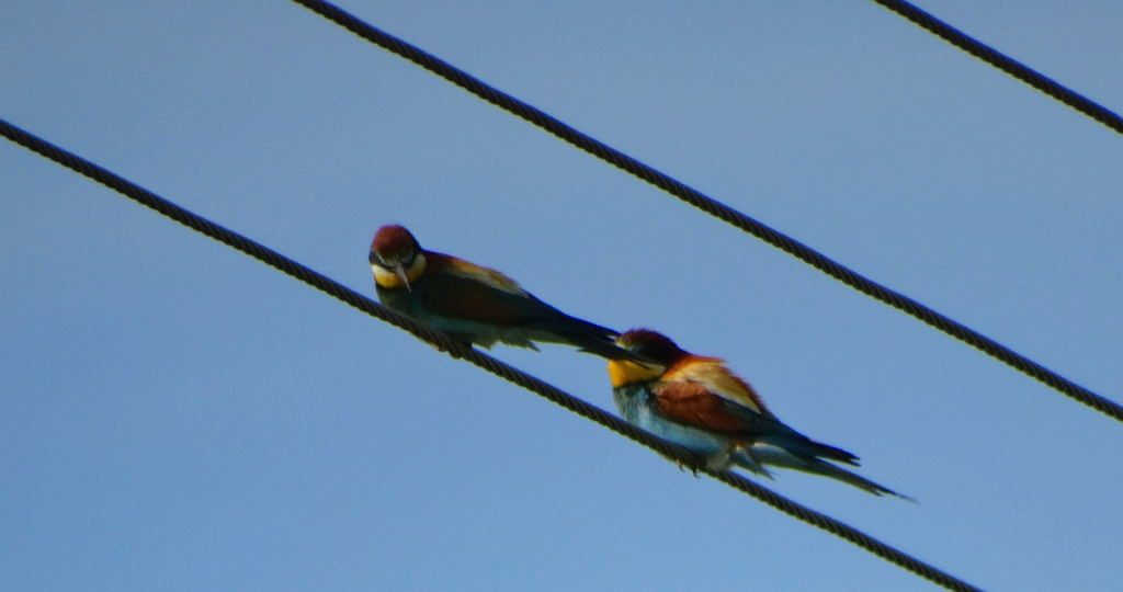 Żołna zwyczajna, żołna pospolita, żołna pszczołojad (Merops apiaster)