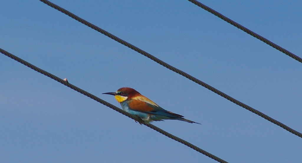 Żołna zwyczajna, żołna pospolita, żołna pszczołojad (Merops apiaster)