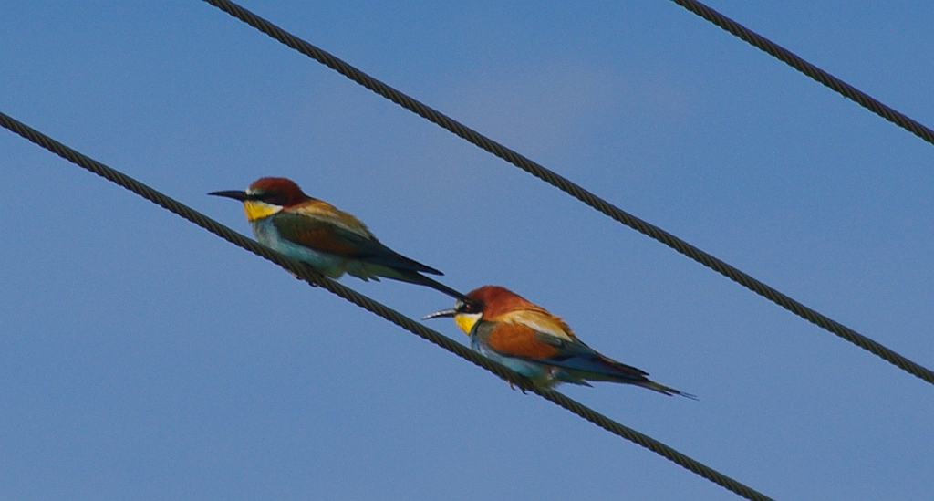Żołna zwyczajna, żołna pospolita, żołna pszczołojad (Merops apiaster)