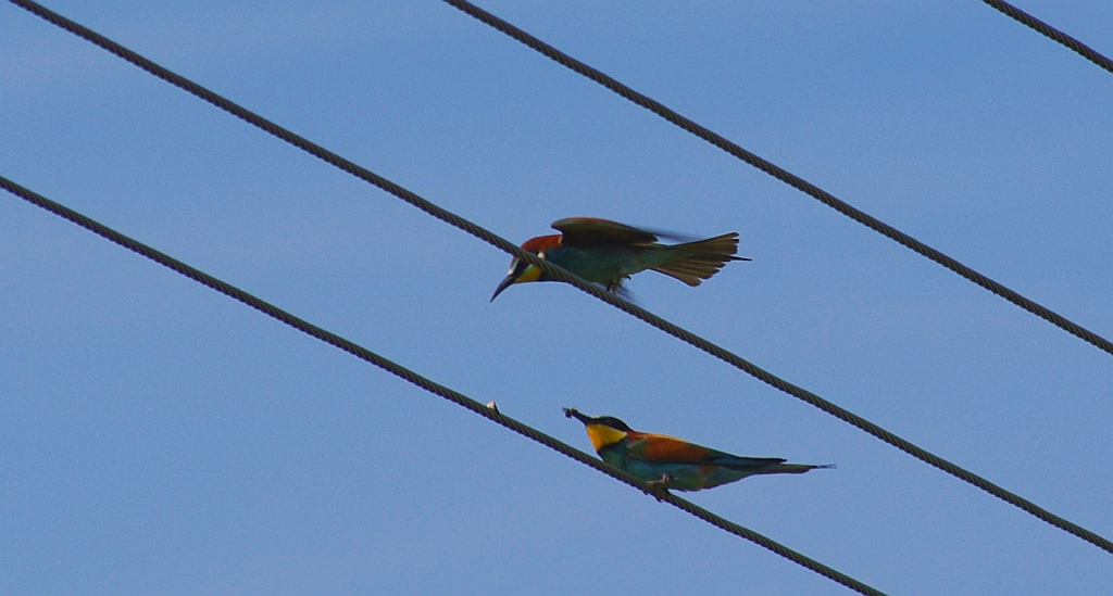 Żołna zwyczajna, żołna pospolita, żołna pszczołojad (Merops apiaster)
