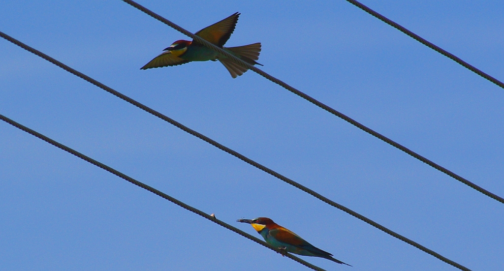 Żołna zwyczajna, żołna pospolita, żołna pszczołojad (Merops apiaster)