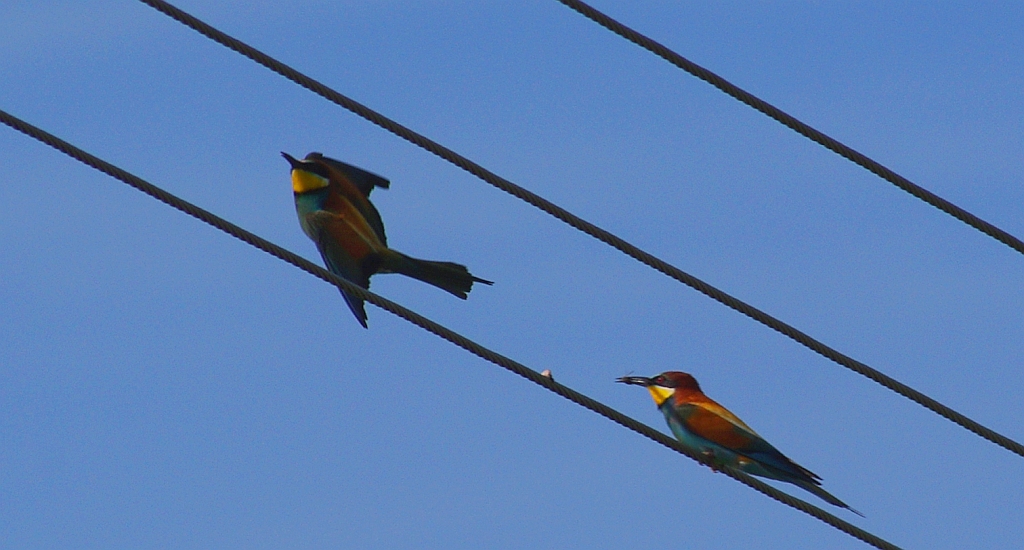Żołna zwyczajna, żołna pospolita, żołna pszczołojad (Merops apiaster)