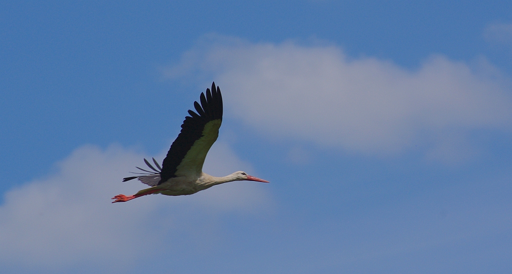 Bocian biały (Ciconia ciconia)
