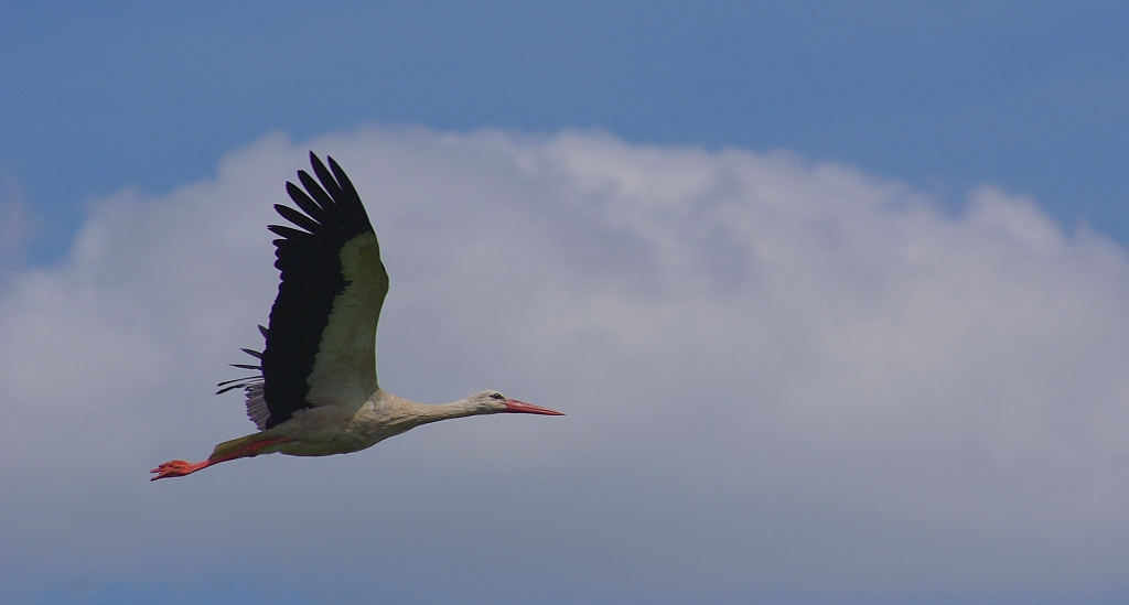 Bocian biały (Ciconia ciconia)