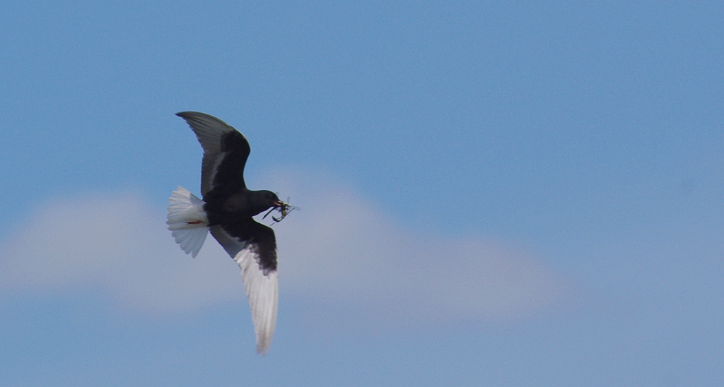 Rybitwa białoskrzydła (Chlidonias leucopterus)
