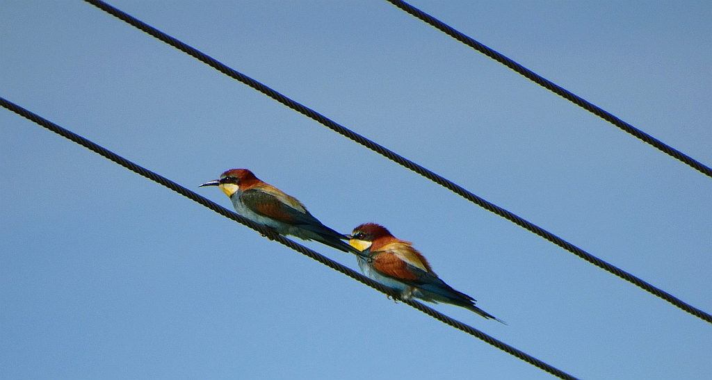 Żołna zwyczajna, żołna pospolita, żołna pszczołojad (Merops apiaster)