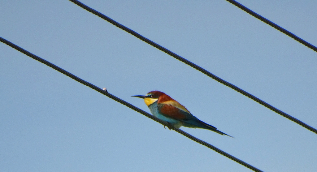 Żołna zwyczajna, żołna pospolita, żołna pszczołojad (Merops apiaster)