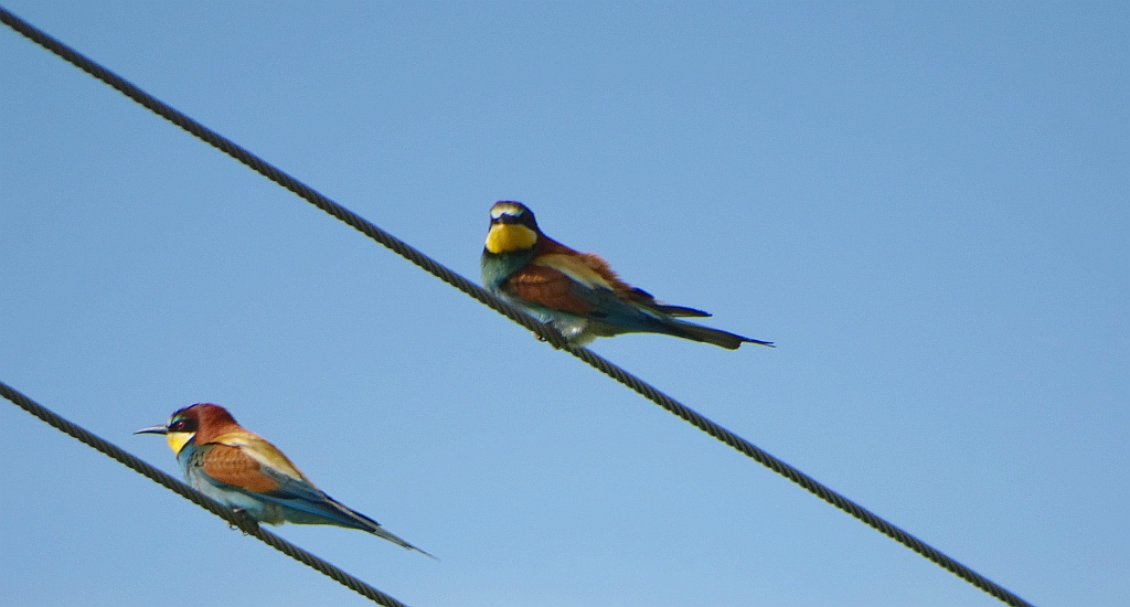 Żołna zwyczajna, żołna pospolita, żołna pszczołojad (Merops apiaster)