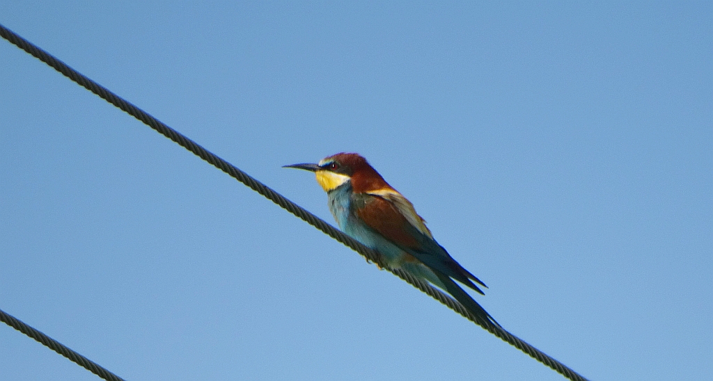 Żołna zwyczajna, żołna pospolita, żołna pszczołojad (Merops apiaster)