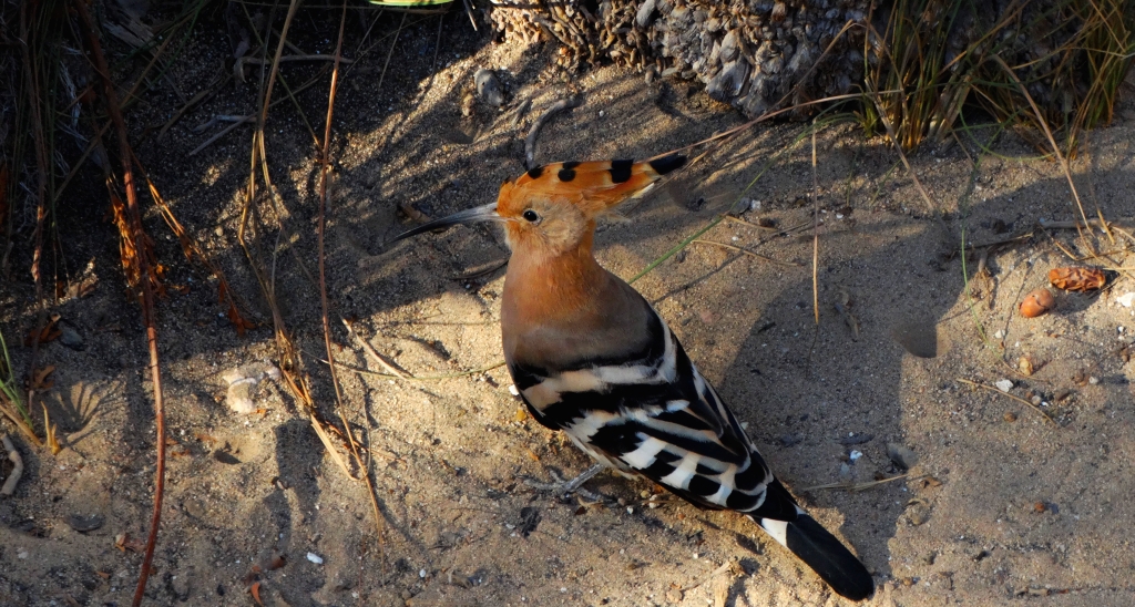Dudek, dudek zwyczajny (Upupa epops)