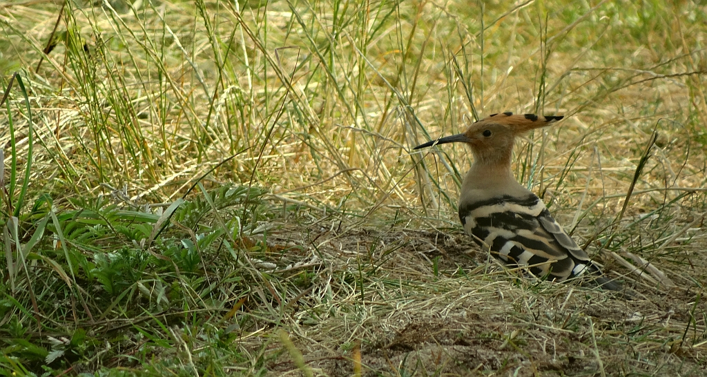 Dudek, dudek zwyczajny (Upupa epops)