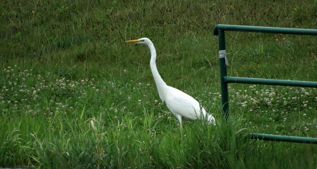 Czapla biała (Ardea alba)