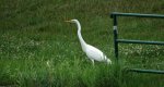 Czapla biała (Ardea alba)