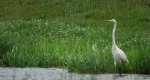 Czapla biała (Ardea alba)