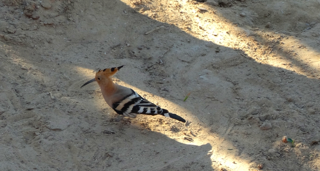 Dudek, dudek zwyczajny (Upupa epops)