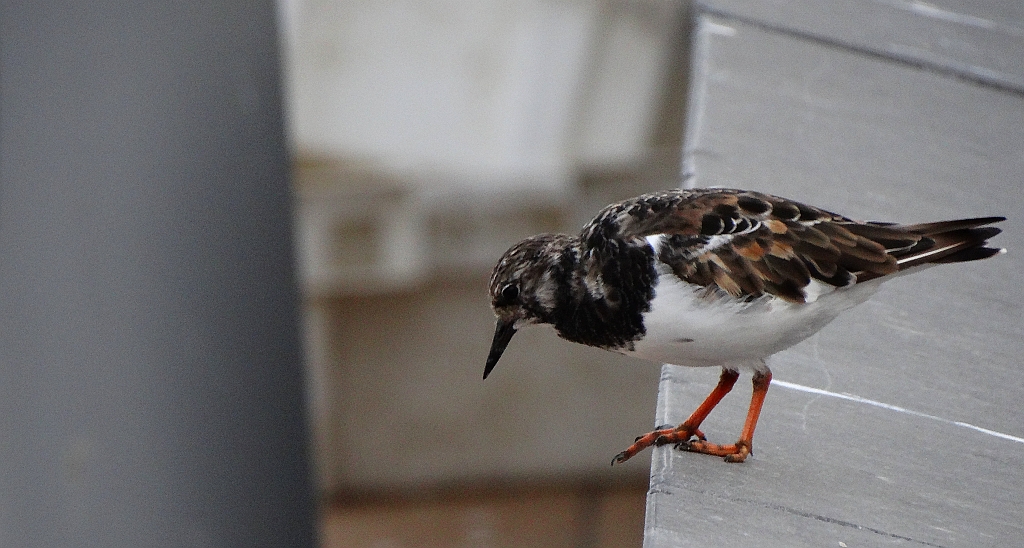 Kamusznik zwyczajny, kamusznik (Arenaria interpres)