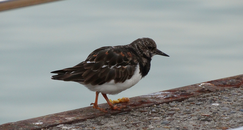 Kamusznik zwyczajny, kamusznik (Arenaria interpres)
