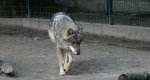 Wilk, wilk szary (Canis lupus)