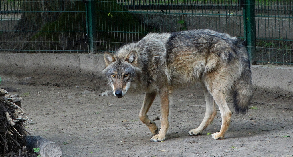 Wilk, wilk szary (Canis lupus)