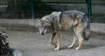 Wilk, wilk szary (Canis lupus)