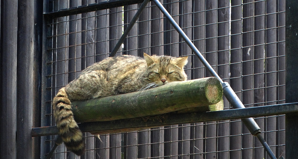 Żbik (Felis silvestris)