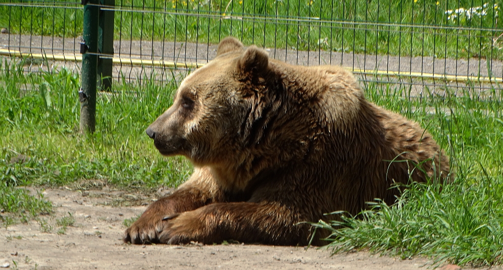 Niedźwiedź brunatny (Ursus arctos)