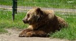 Niedźwiedź brunatny (Ursus arctos)
