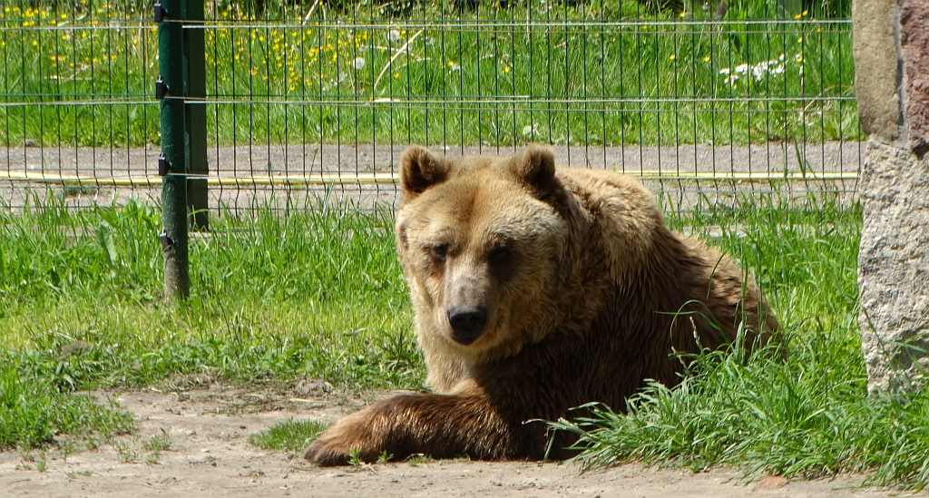 Niedźwiedź brunatny (Ursus arctos)