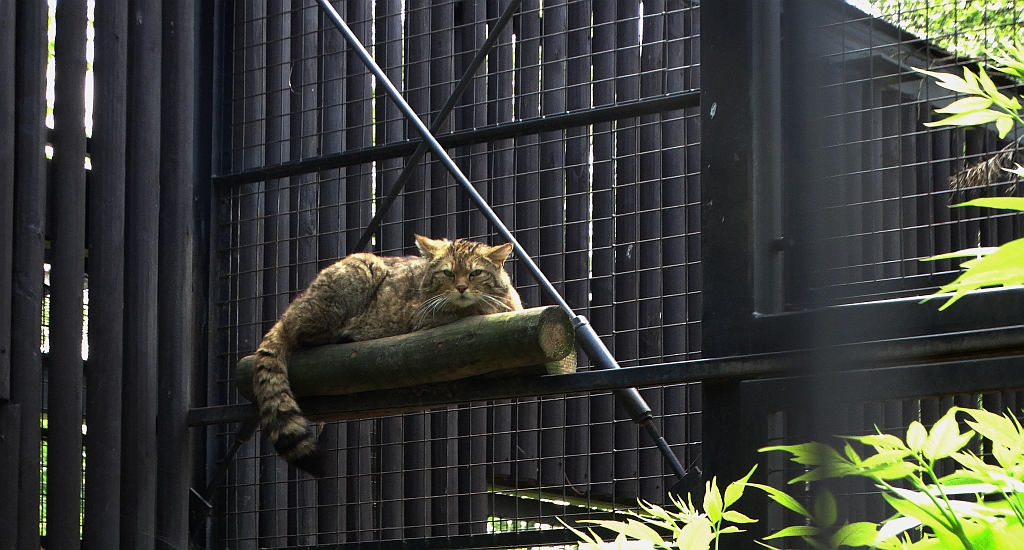 Żbik (Felis silvestris)