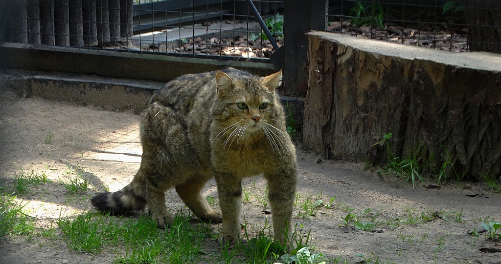 Żbik (Felis silvestris)